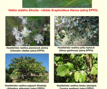 Aktuality / Naliehavé upozornenie na zamedzenie šírenia choroby Zlaté žltnutie viniča - foto
