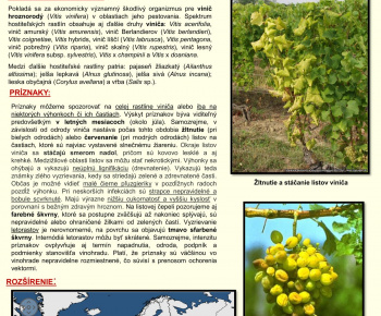 Aktuality / Naliehavé upozornenie na zamedzenie šírenia choroby Zlaté žltnutie viniča - foto