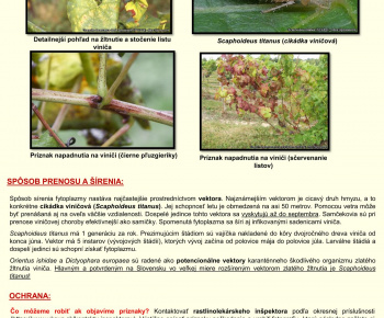 Aktuality / Naliehavé upozornenie na zamedzenie šírenia choroby Zlaté žltnutie viniča - foto