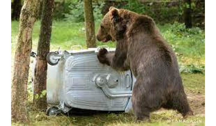 Povinnosti držiteľa odpadu zabezpečiť odpad pred prístupom medveďa hnedého