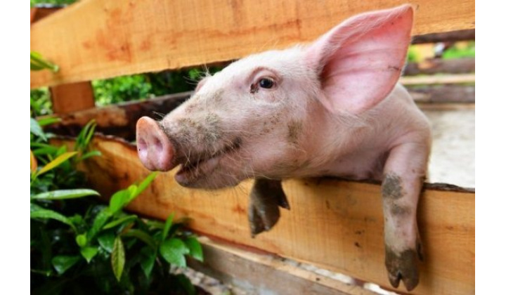 Usmernenia štátnej veterinárnej správy k chovu ...